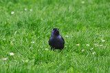 Fototapeta Lawenda - Western jackdaw staring at the camera close-up in the grass.