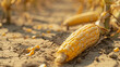 Corn damaged by global warming