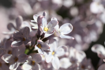 Sticker - macro of lilac flowers. spring blossom