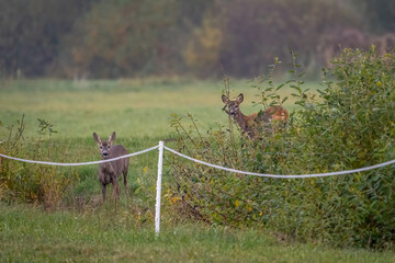 A pair of roe deer on a green spring meadow