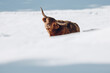 scotland highland cow in winterlandscape