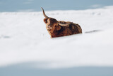 Fototapeta Natura - scotland highland cow in winterlandscape