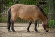 Paris, France - 04 06 2024: The menagerie, the zoo of the plant garden. View of a brown Przewalski's horse, wild horse.