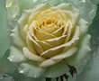 © sigma - The pinnacle of beauty