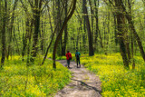 Fototapeta Na sufit - People walk along a path in the spring forest between green trees