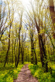 Fototapeta Na sufit - Walking path in a spring forest park
