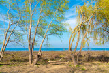 Fototapeta Na sufit - Swing between trees on the coast