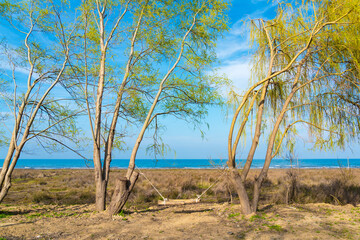 Wall Mural - Swing between trees on the coast