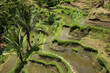 Beautiful view of rice terraces in Bali, Indonesia	
