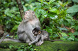 Monkeys eat food in jungles in Asia