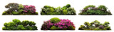 Fototapeta  - Set of lush garden bushes, cut out