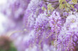 Close up macro on glycine flowers in full bloom during springtime.