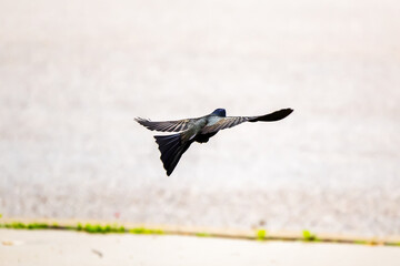 Bird in flight 