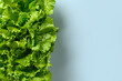 Fresh home-grown green lettuce salad leaves on blue background. View from above.