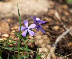 blue spring flower