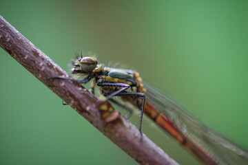 Dragonfly Eye