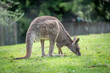 Paris, France - 04 06 2024: The menagerie, the zoo of the plant garden. View of a male giant kangaroo ..