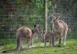 Paris, France - 04 06 2024: The menagerie, the zoo of the plant garden. View of a mother giant kangaroo and it's baby.