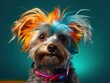 Cool Funny Small Dog Yorkshire Terrier With Rainbow Colored Hair And Collar