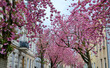 Kirschblüte in einer Straße in Bonn im Frühling