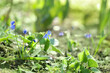 Beautiful spring nature background with blue Snowdrop Flowers close up. first Early spring Blue flowers Scilla caucasica in garden. gentle nature image, spring floral landscape