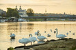 swans on the Vistula river at dawn in the rays of the warm sun