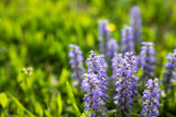 Fototapeta  - Ajuga reptans, blue bugle, bugleweed or carpetweed plants in full bloom on green grass