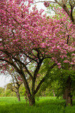 Fototapeta Las - Blooming tree Prunus serrulata Kanzan on a green meadow in springtime  - large pink blossoms