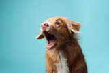 Fototapeta Konie - dog with open mouth. Nova Scotia Duck Tolling Retriever vocalizing energetically, set against a soothing blue backdrop, capturing the breed vivacious personality.