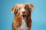 Fototapeta Konie - dog with open mouth. Nova Scotia Duck Tolling Retriever vocalizing energetically, set against a soothing blue backdrop, capturing the breed vivacious personality.