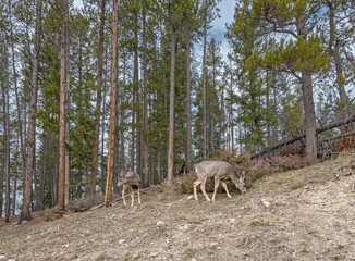 Wall Mural - Two mule deer (Odocoileus hemionus) grazing on a rocky slope in Banff National Park, Alberta, Canada