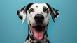 Studio portrait of a dalmatian dog with a happy face, on pastel blue background