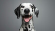 Studio portrait of a dalmatian dog with a happy face, on grey background