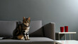 An alert domestic short-haired tabby cat sitting on a modern grey sofa. The cat's coat has a mackerel pattern with dark stripes