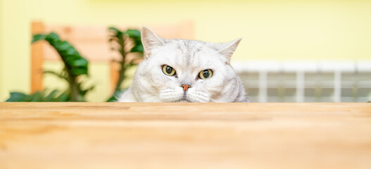 Wall Mural - A funny big gray cat with beautiful big green eyes looks out from behind the table. Cute fluffy cat. Free space for text.