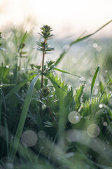 Canvas Print - Marigold in detail in the lawn.