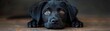 Labrador dog, black puppy with innocent eyes, man's best friend