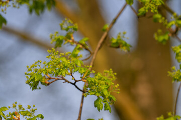 Poster - Tiny green flowers of a maple tree.