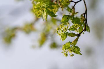 Poster - Tiny green flowers of a maple tree.