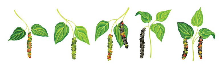 Wall Mural - Black Pepper Plant with Green Leaf and Peppercorn Vector Set
