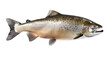 Big Chinook salmon, Pacific Salmon in the Ocean-phase