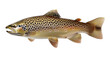 Brown trout fish or Salmo trutta isolated on white