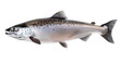 Big Atlantic salmon fish isolated on white
