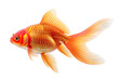 Goldfish or Carassius auratus isolated on white background