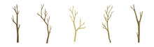 Bare Tree Branch With Stem And Limb Vector Set