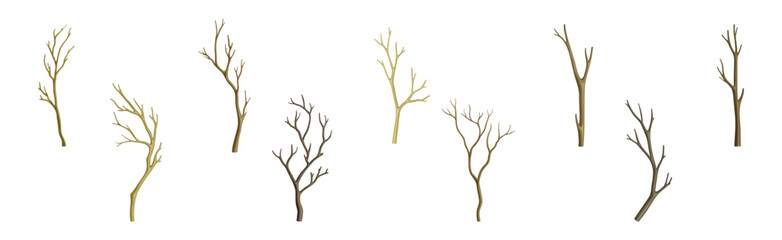 bare tree branch with stem and limb vector set
