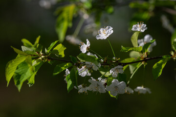 Canvas Print - White cherry blossoms on a twig with green leaves.