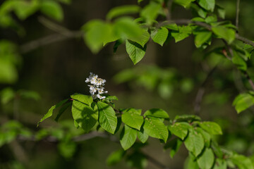 Poster - Tiny white flowers of common sedge.