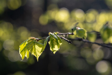 Poster - Fresh green linden leaves on a twig.