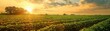 Sunset over a green soybean field. Agriculture and farming landscape photography. Rural beauty